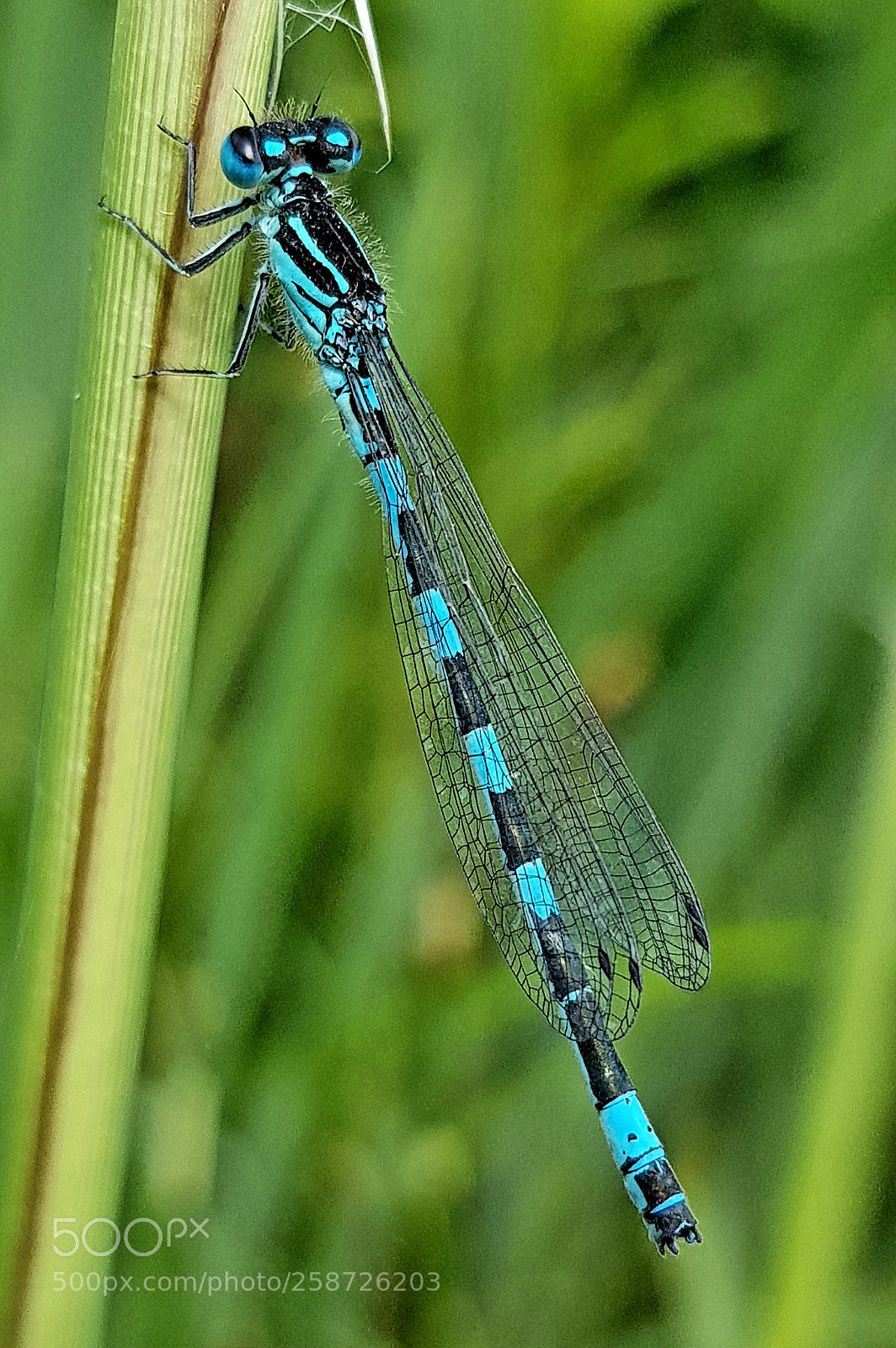 Samsung Galaxy S8 sample photo. Agrion de mercure photography