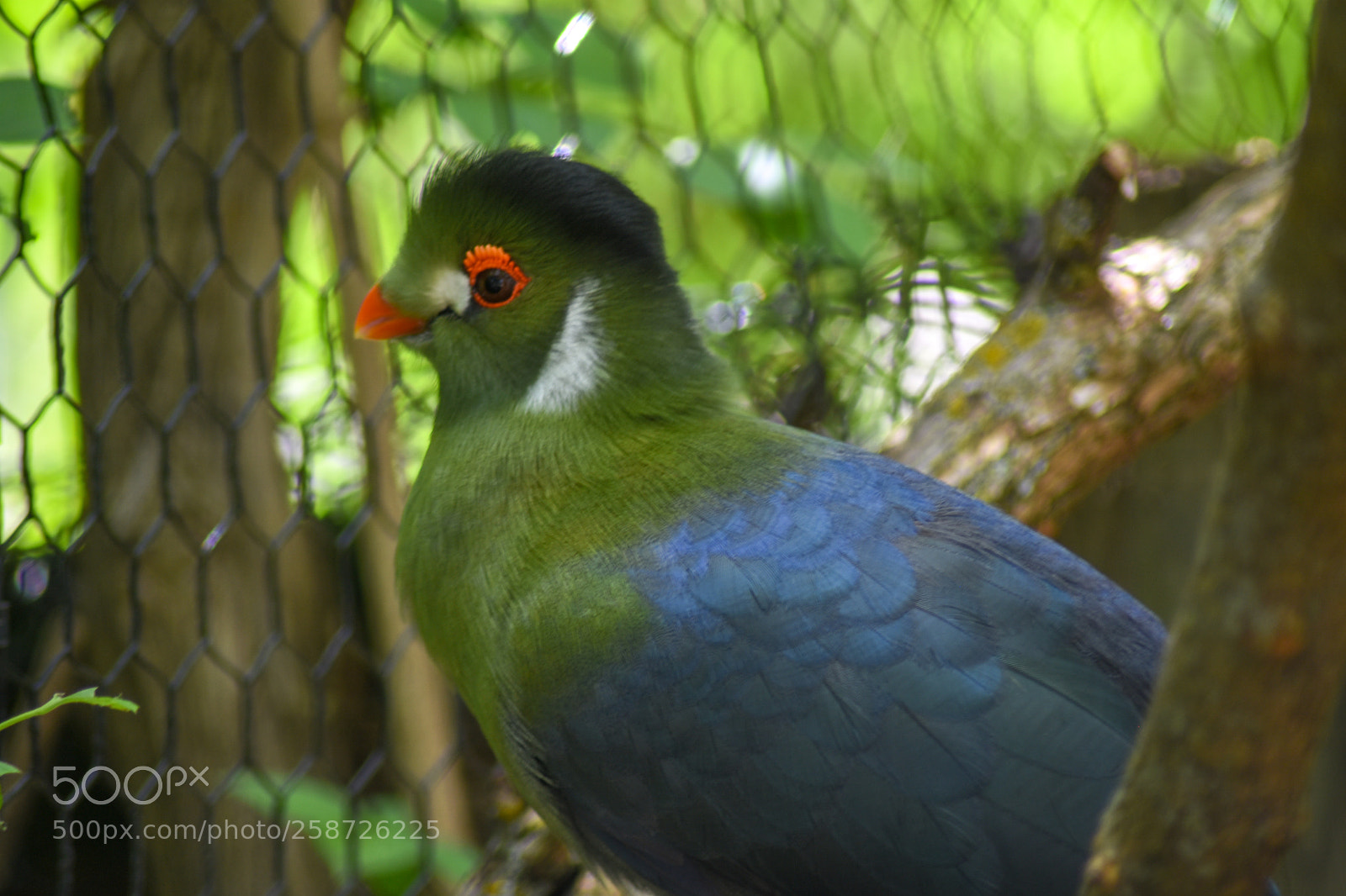 Nikon D7200 sample photo. White-cheeked turaco photography