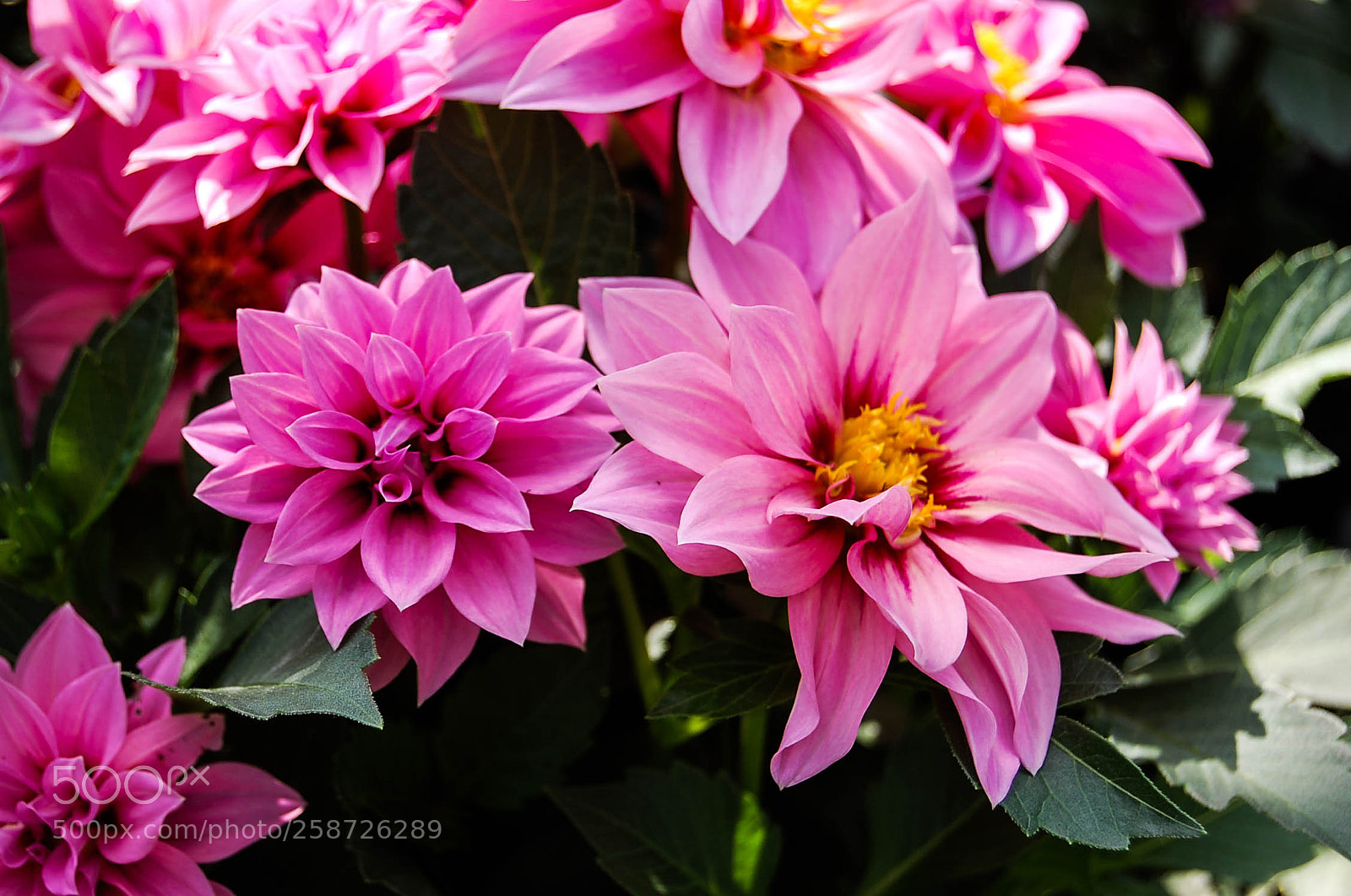Nikon D40 sample photo. Total pink photography