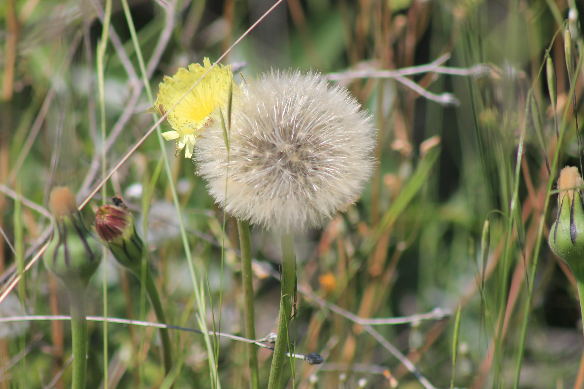 Canon EF 100-300mm f/5.6 sample photo. Img photography