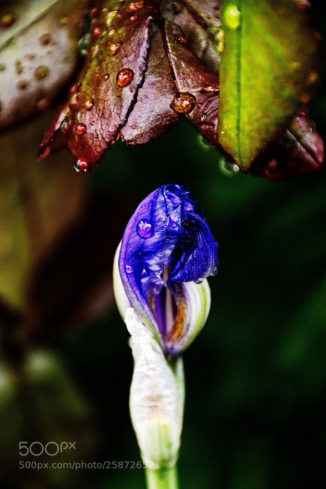 Nikon D810 sample photo. Wet iris bud photography
