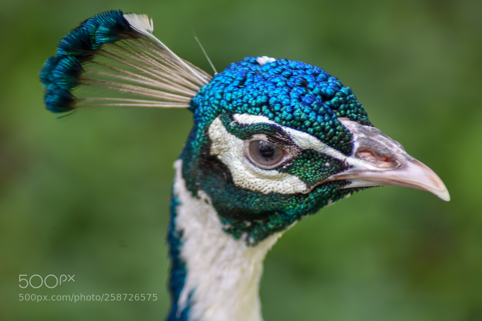 Nikon D7200 sample photo. Close up peacock photography