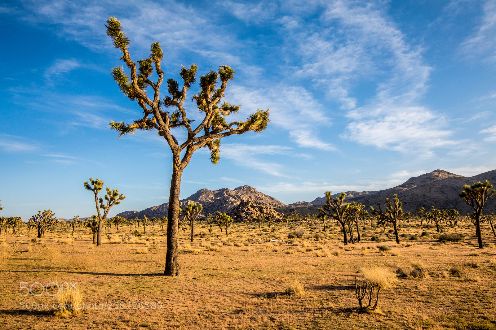 Canon EOS 5D Mark IV sample photo. Joshua tree national park photography