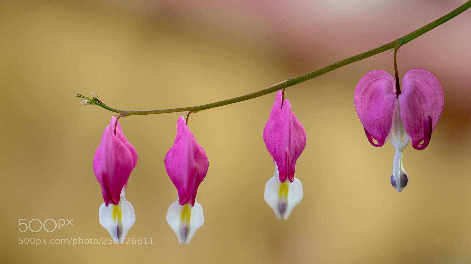 Canon EOS 60D sample photo. Coeur de marie photography