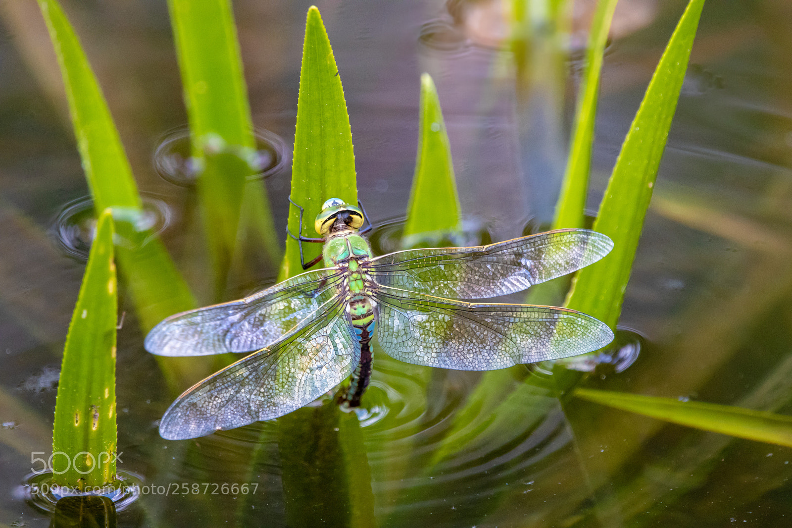Canon EOS 80D sample photo. Empereur dragonfly, anax imperator photography