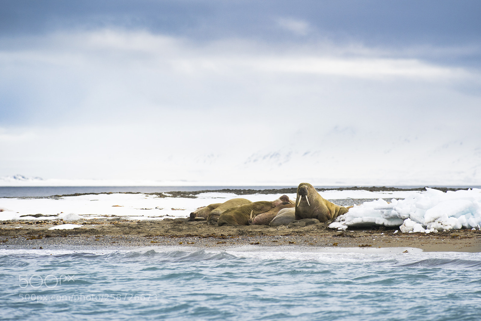Sony a9 sample photo. Walrus - king of photography