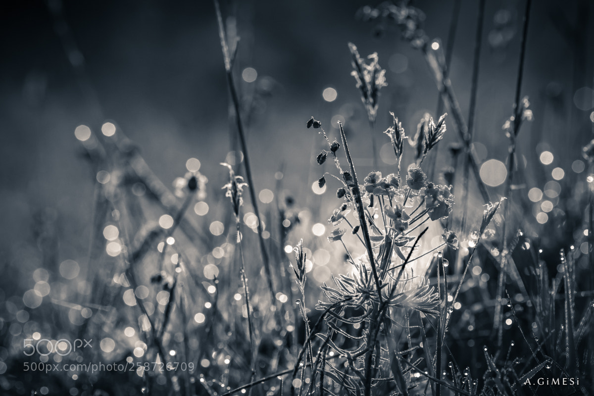 Canon EOS 80D sample photo. The meadow at early photography