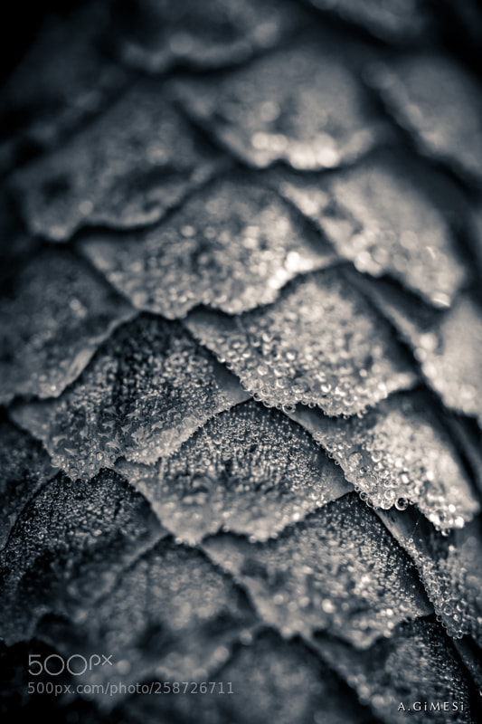 Canon EOS 80D sample photo. Wet cone photography