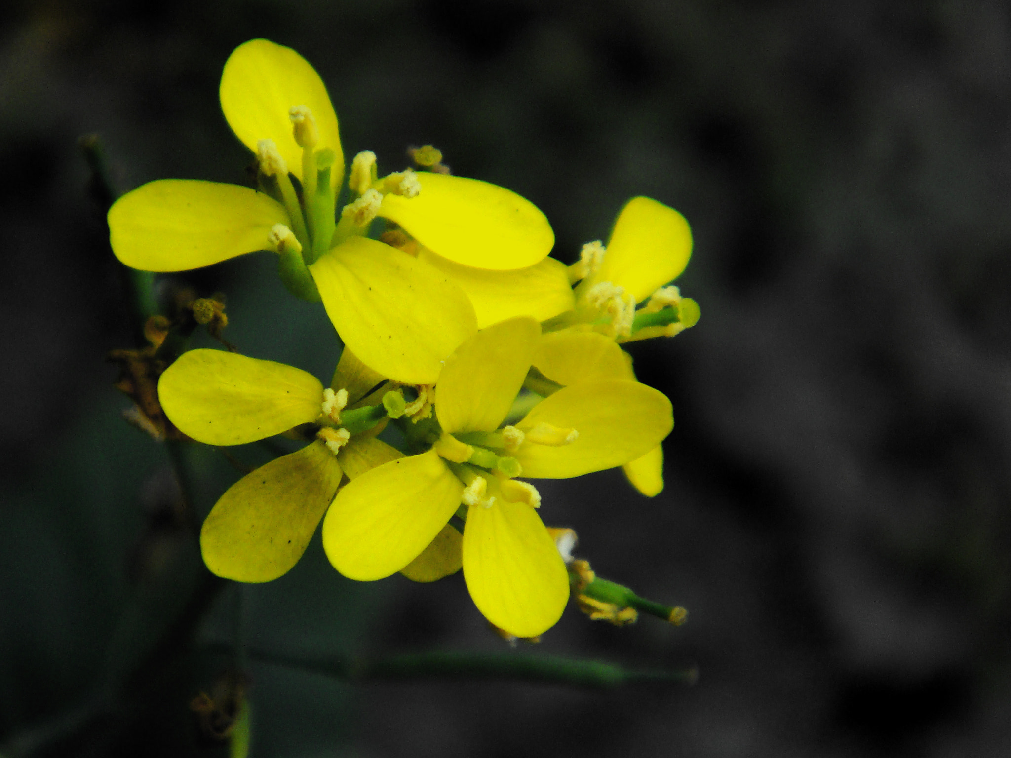 Sony DSC-T70 sample photo. Floral photography