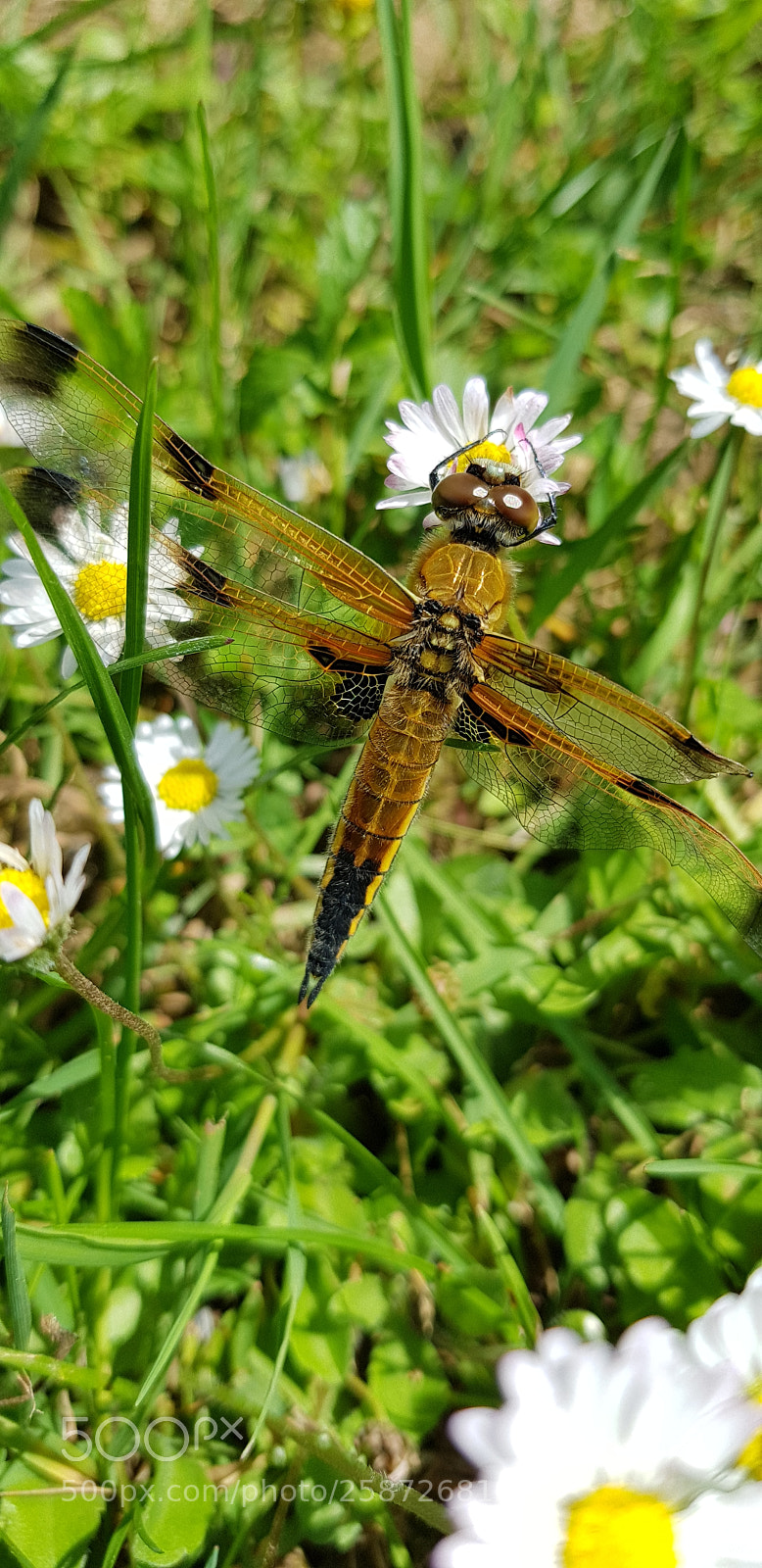 Samsung Galaxy S8 sample photo. Libellule à quatre taches photography