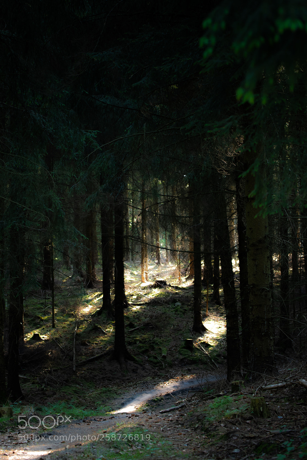 Nikon D750 sample photo. Follow the light photography