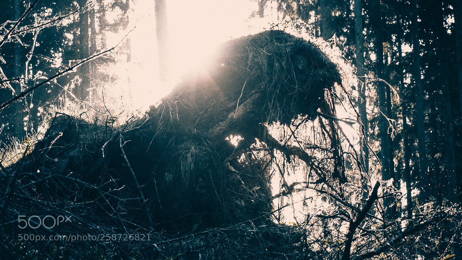 Nikon D750 sample photo. Silkeborg skovene vesterskov photography