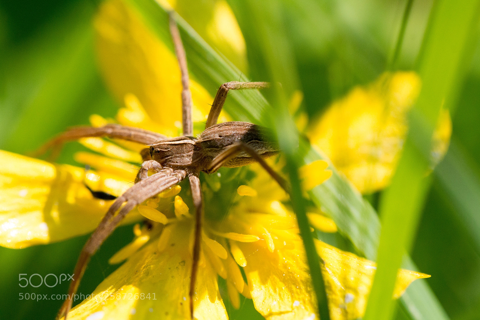 Canon EOS 70D sample photo. Waiting for prey photography