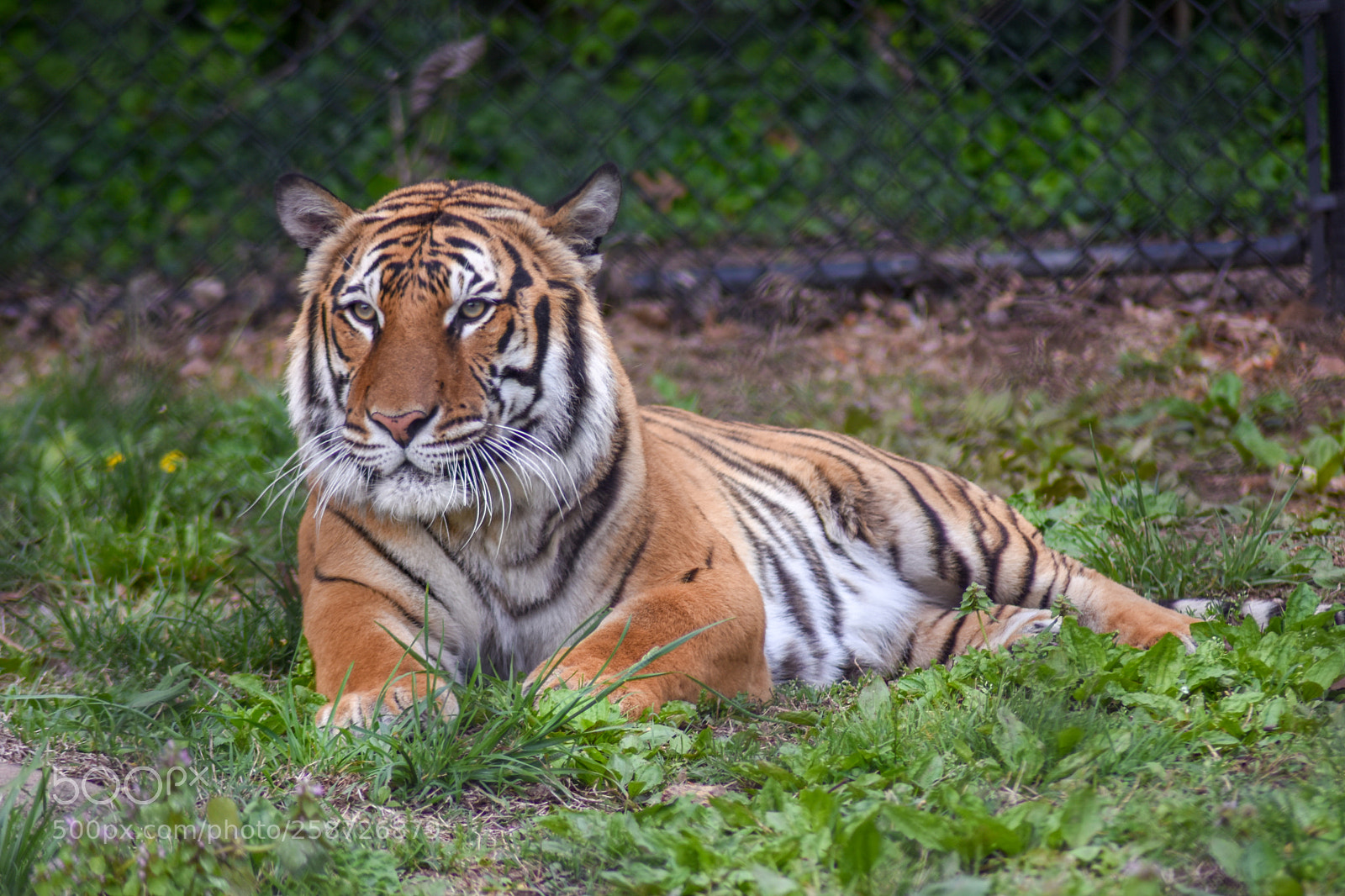 Nikon D7200 sample photo. Male tiger laying down photography