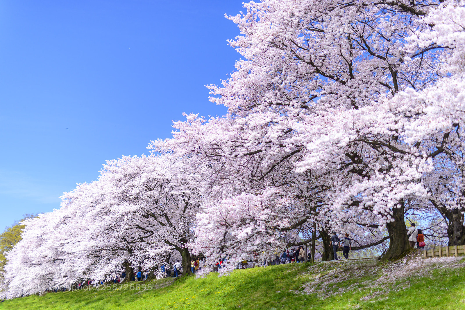 Nikon D800 sample photo. Sakura at yodogawa riverside photography