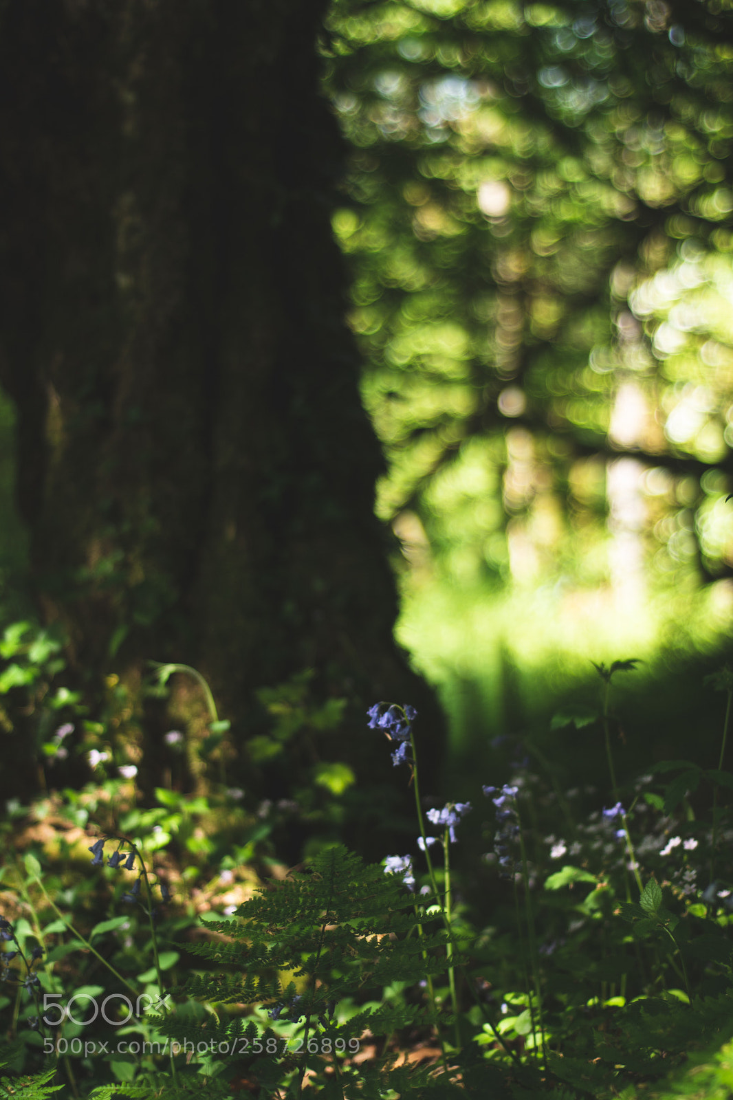 Nikon D5600 sample photo. Wild flowers photography