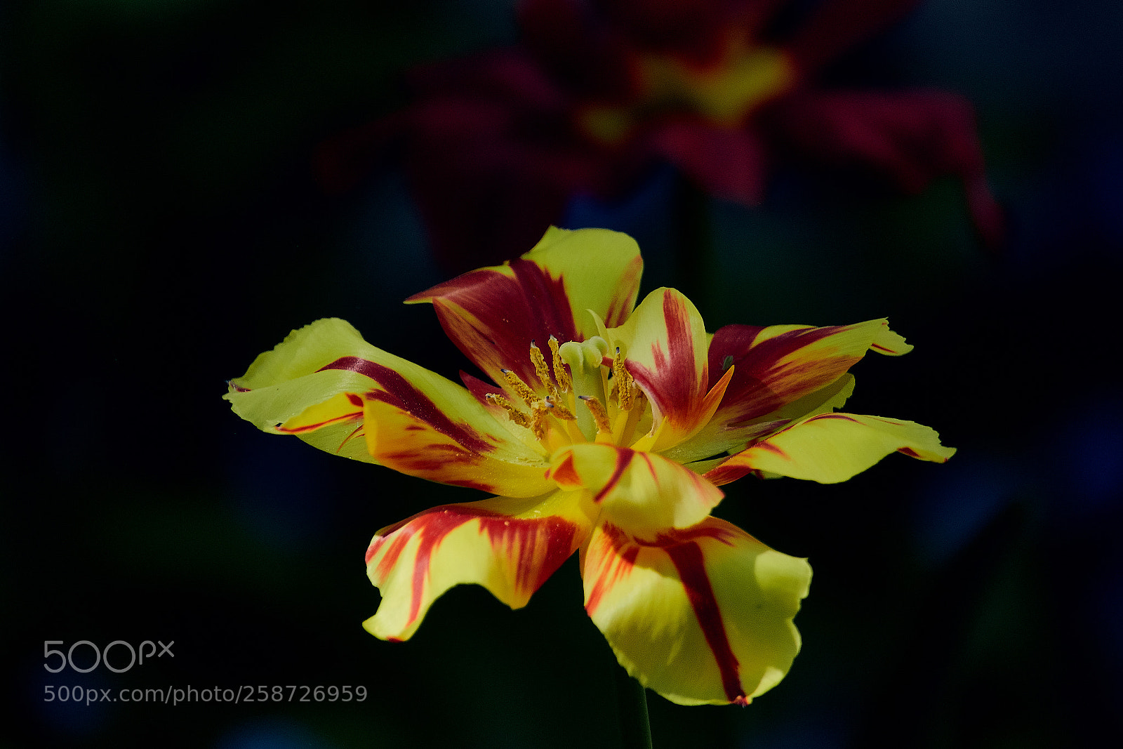 Sony Cyber-shot DSC-RX10 IV sample photo. Tulip photography