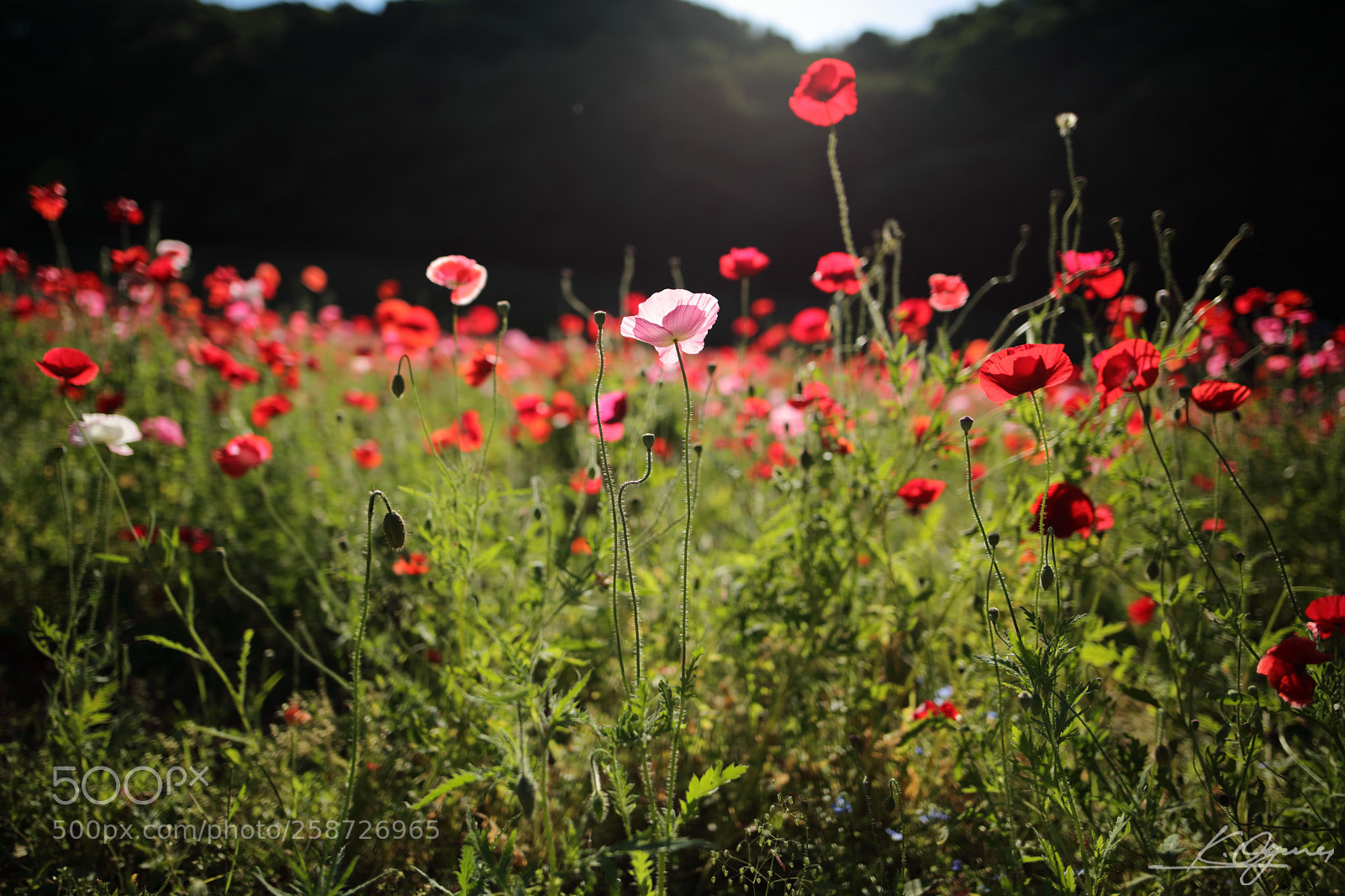 Canon EOS 5DS R sample photo. Poppies in the light photography