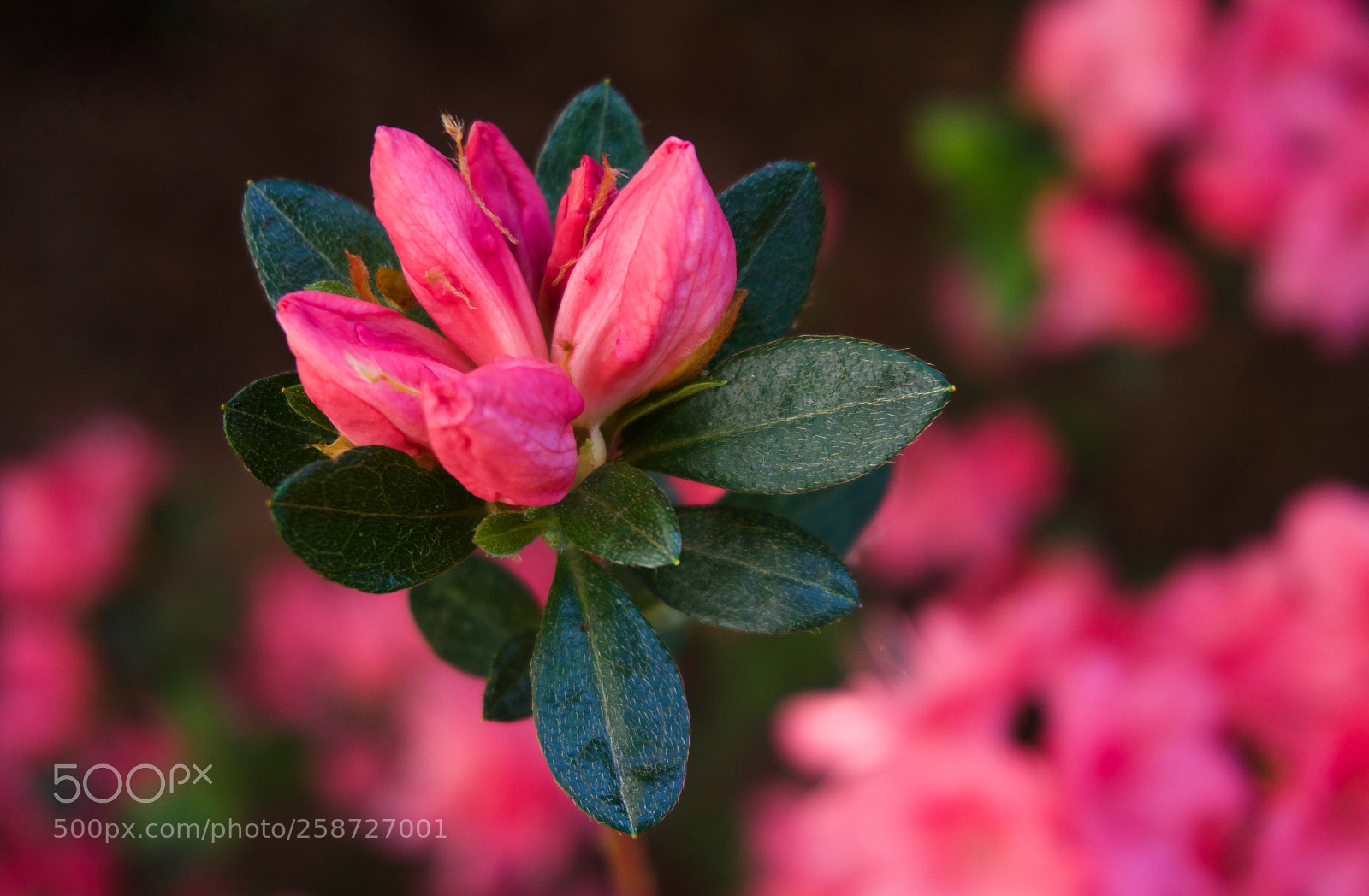 Sony a6000 sample photo. Buds photography