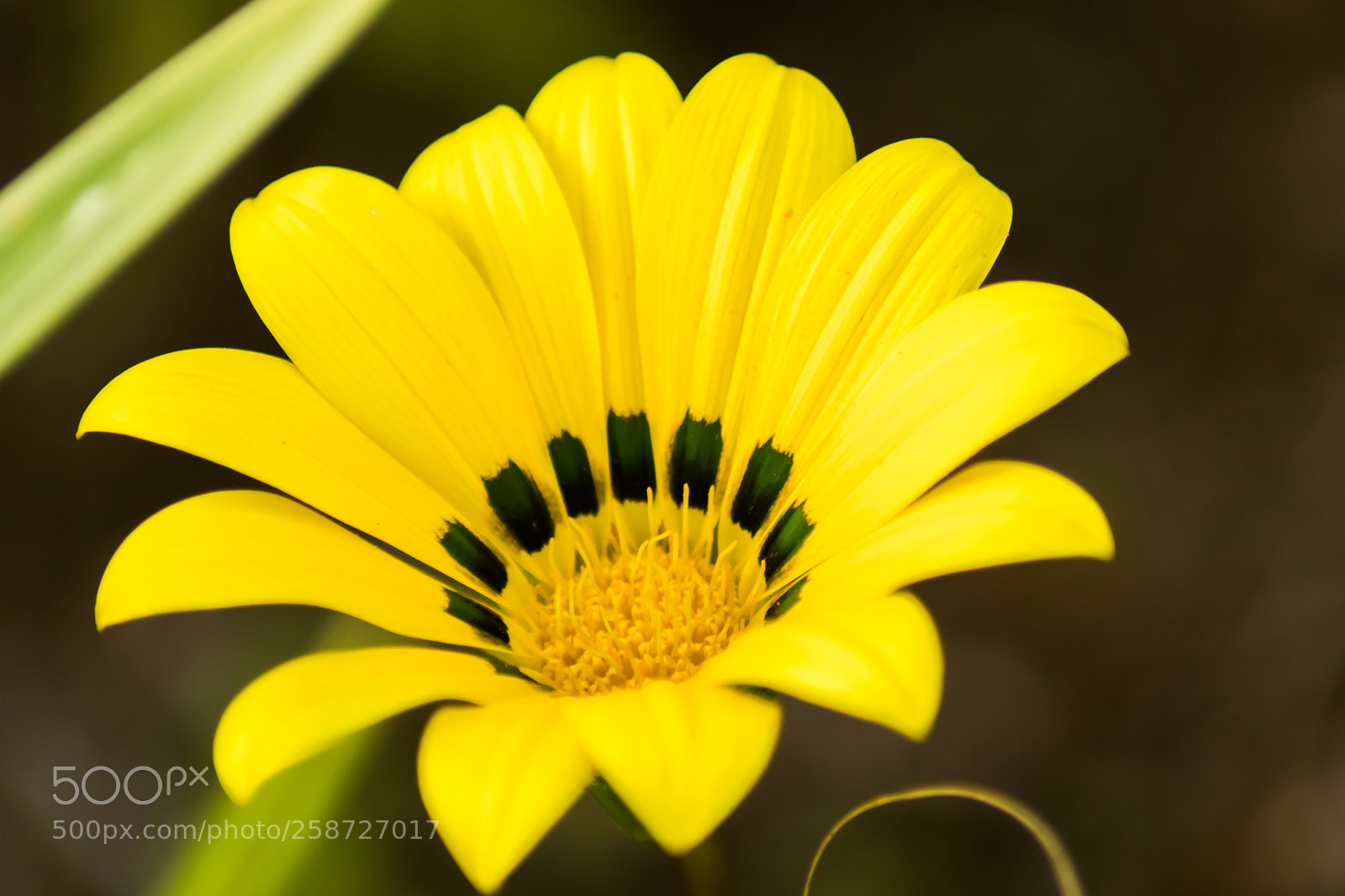 Canon EOS 200D (EOS Rebel SL2 / EOS Kiss X9) sample photo. Yellow flower photography