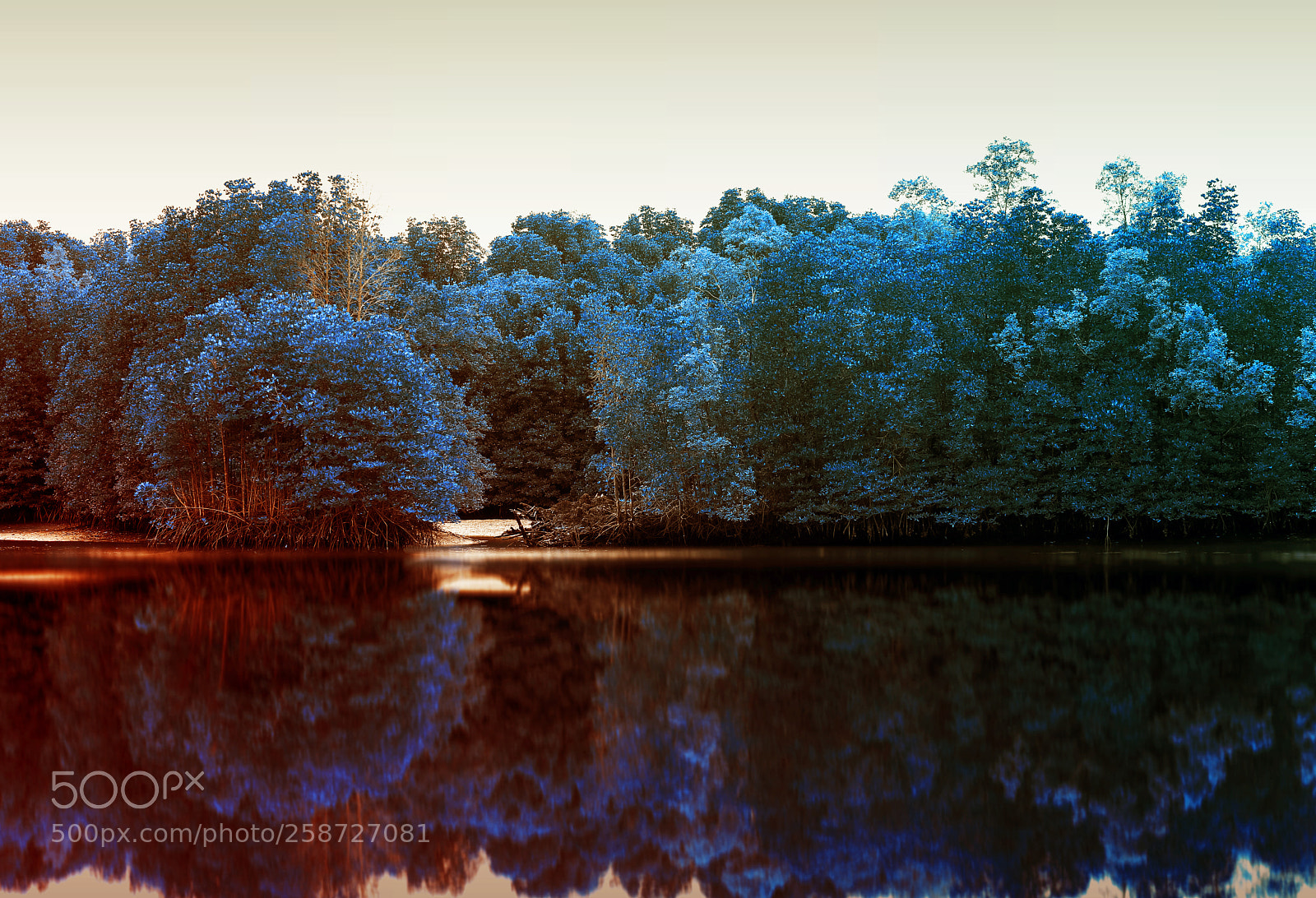 Canon EOS 5D Mark IV sample photo. Beautiful forest with reflection photography