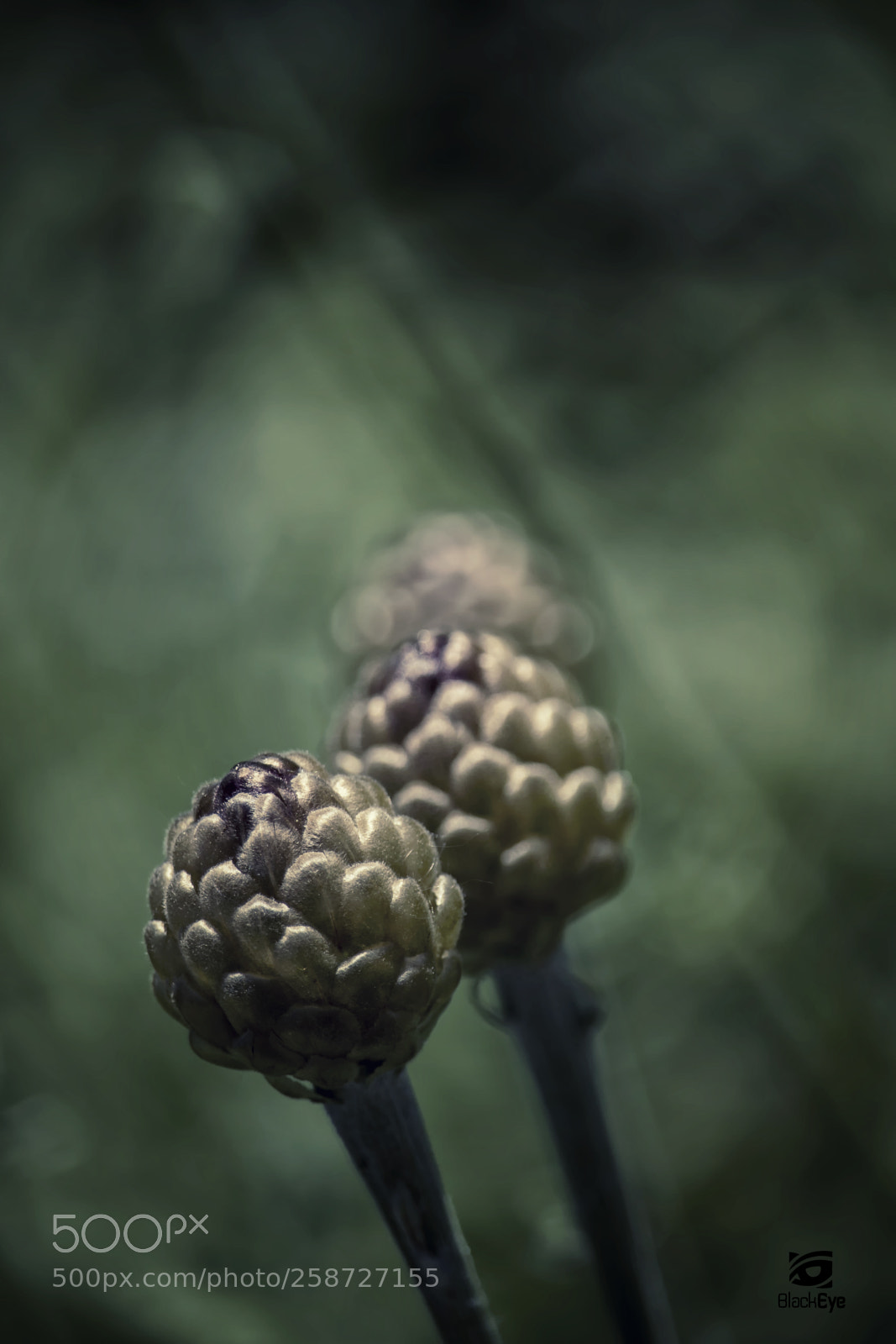 Canon EOS 700D (EOS Rebel T5i / EOS Kiss X7i) sample photo. ~ threesome ~ photography
