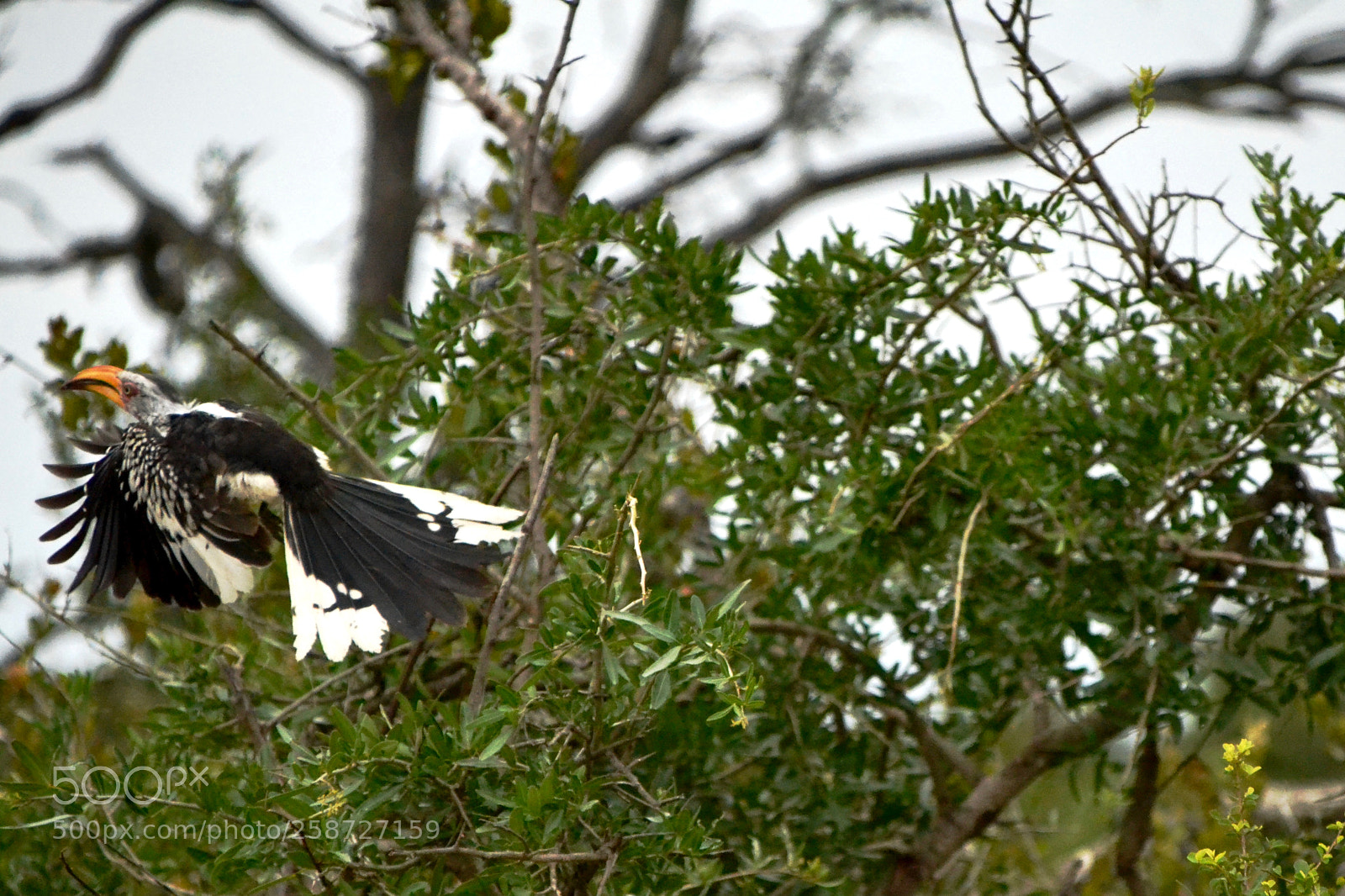 Nikon D3100 sample photo. Southern yellow-billed hornbill taking photography