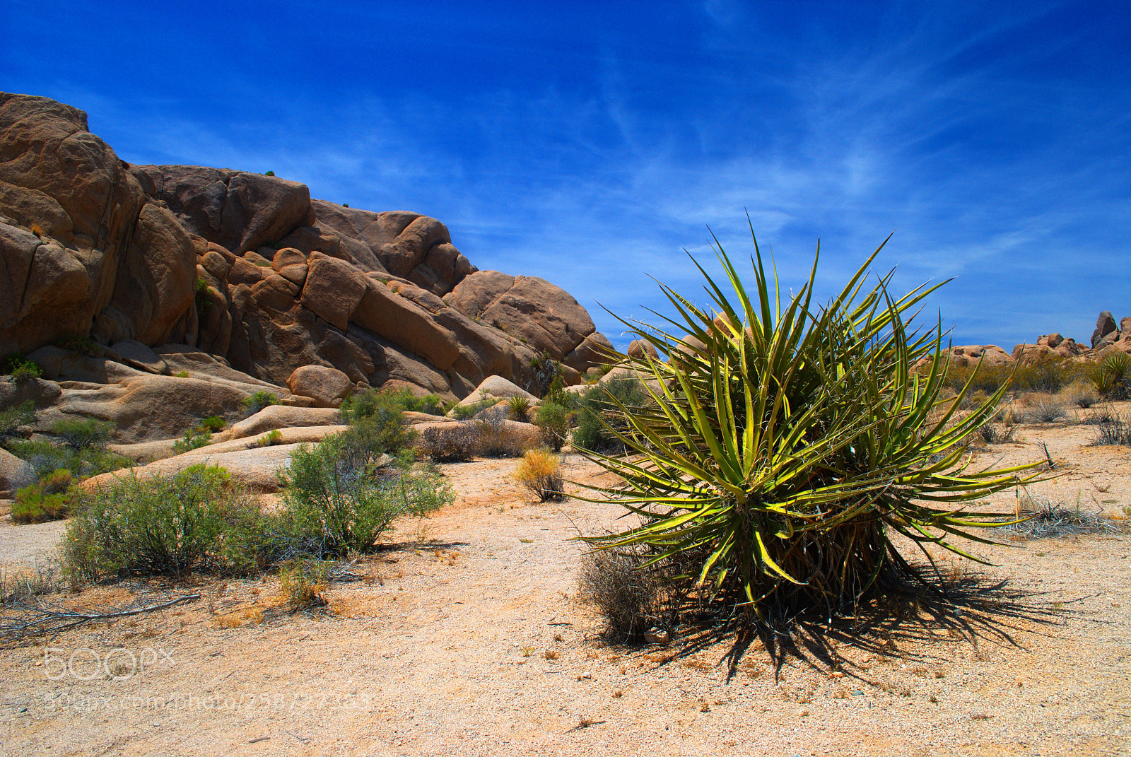 Nikon D3000 sample photo. Yucca joshua tree national photography