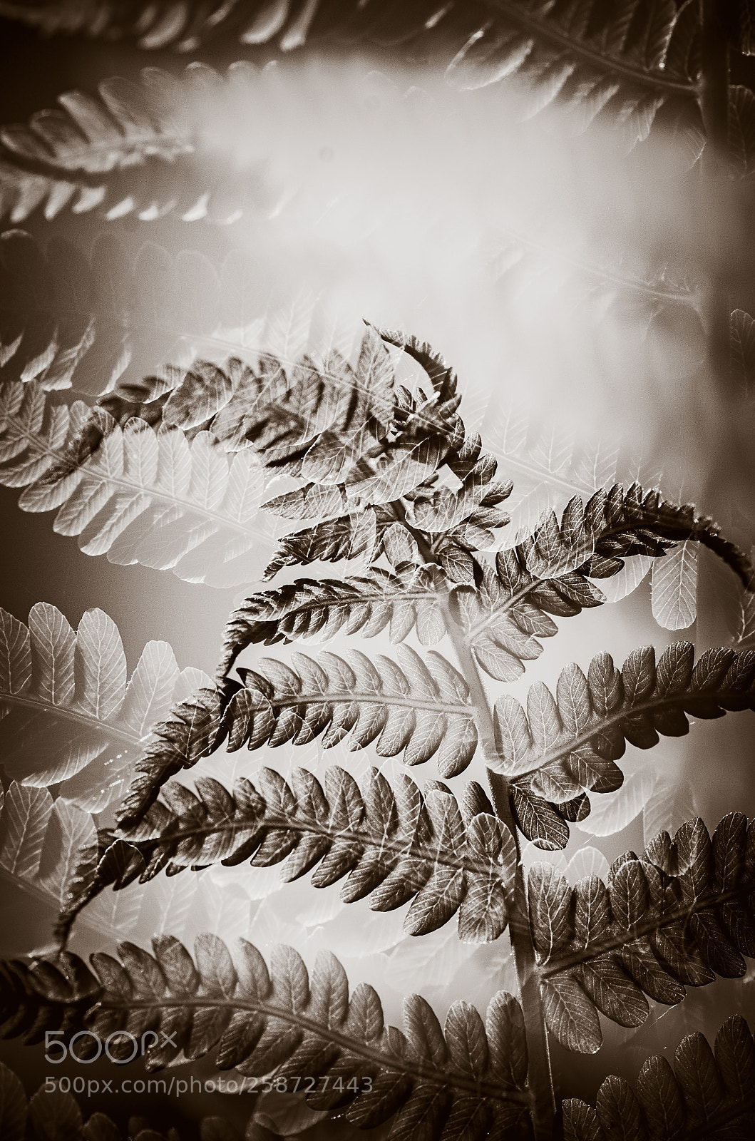 Nikon D7000 sample photo. Guarding itself photography