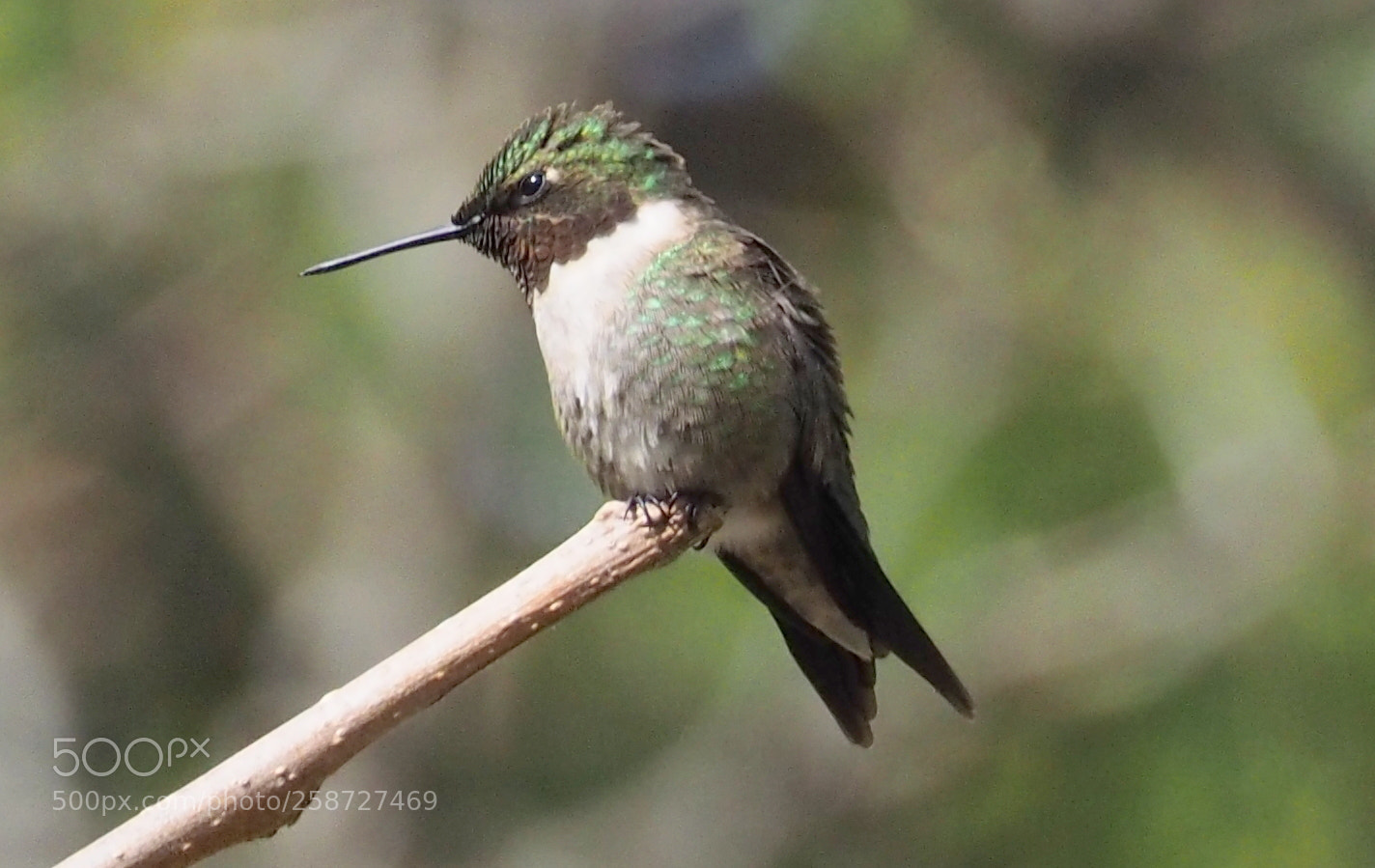 Olympus OM-D E-M1 sample photo. Humming bird , photography