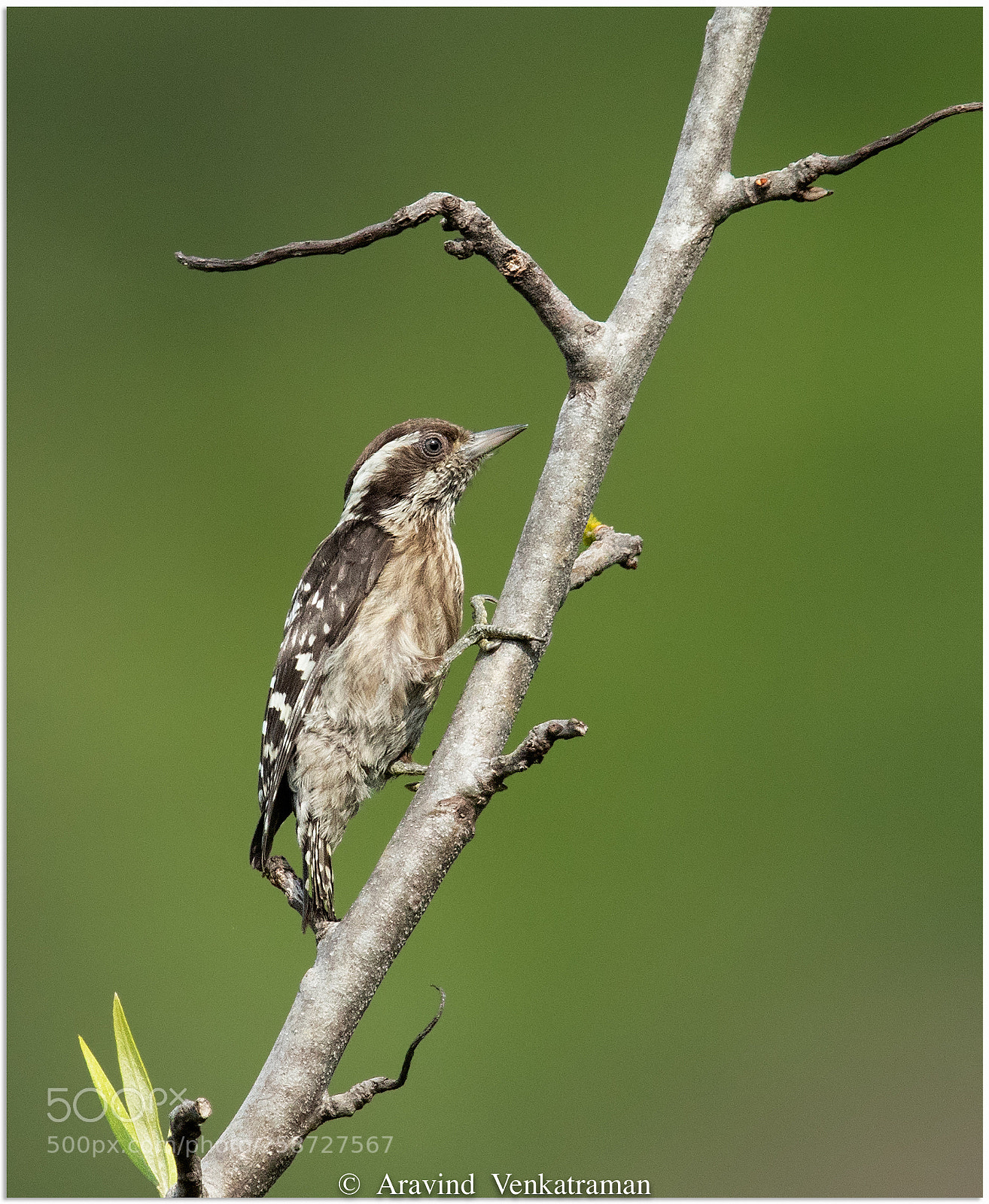 Canon EOS 7D Mark II sample photo. Brown capped pygmy woodpecker photography