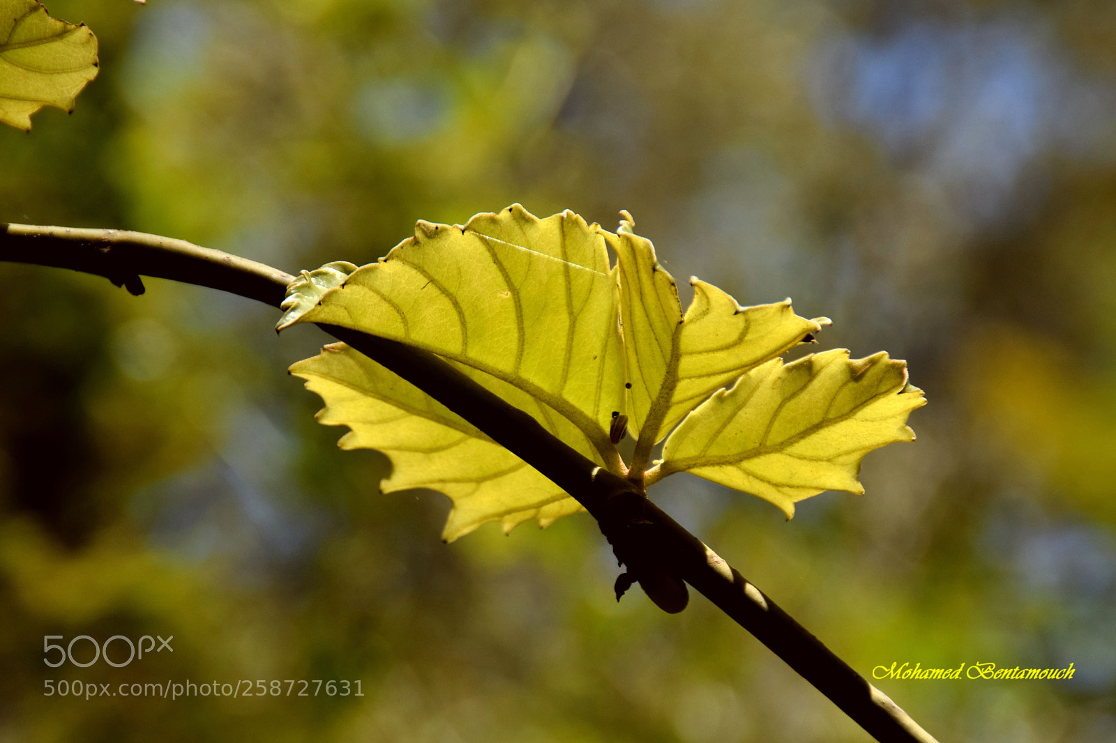Nikon D5300 sample photo. Les jardins exotiques de photography
