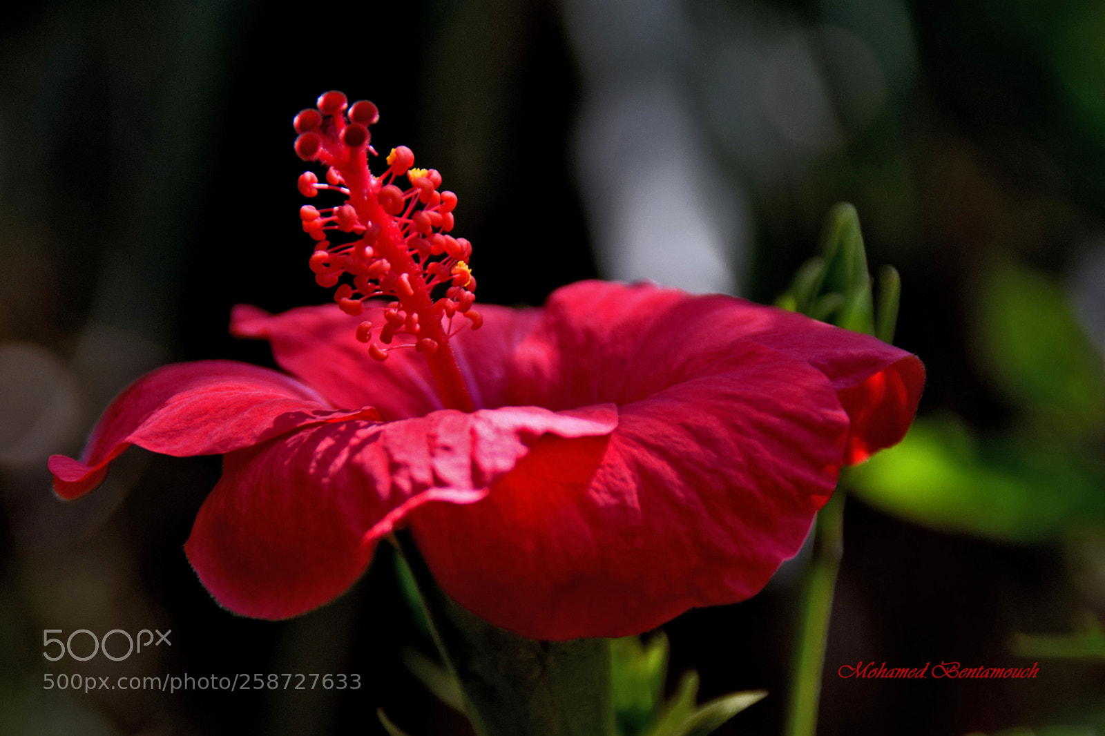 Nikon D5300 sample photo. Les jardins exotiques de photography