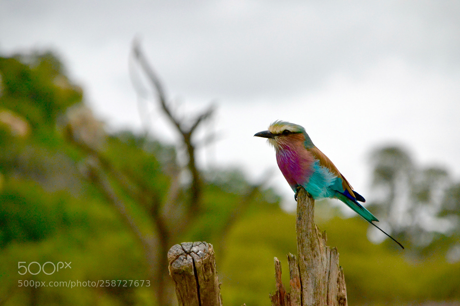 Nikon D3100 sample photo. Lilac-breasted roller looking majestic photography