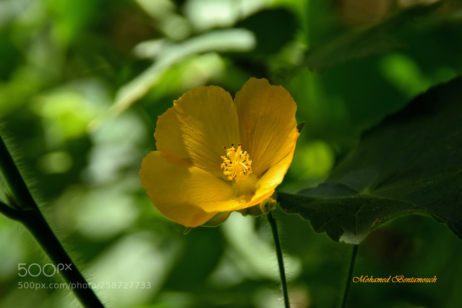 Nikon D5300 sample photo. Les jardins exotiques de photography