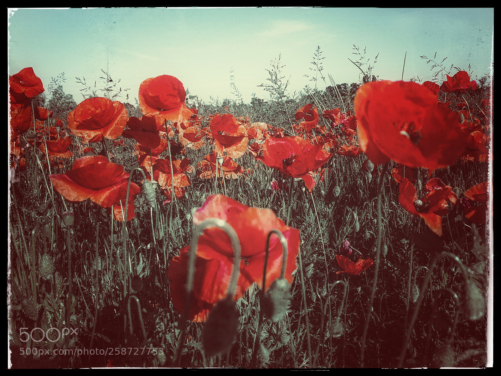 Samsung Galaxy S8 sample photo. Poppies photography