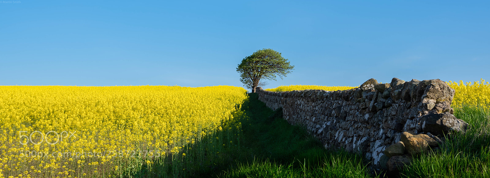Pentax K-3 II sample photo. The one tree photography