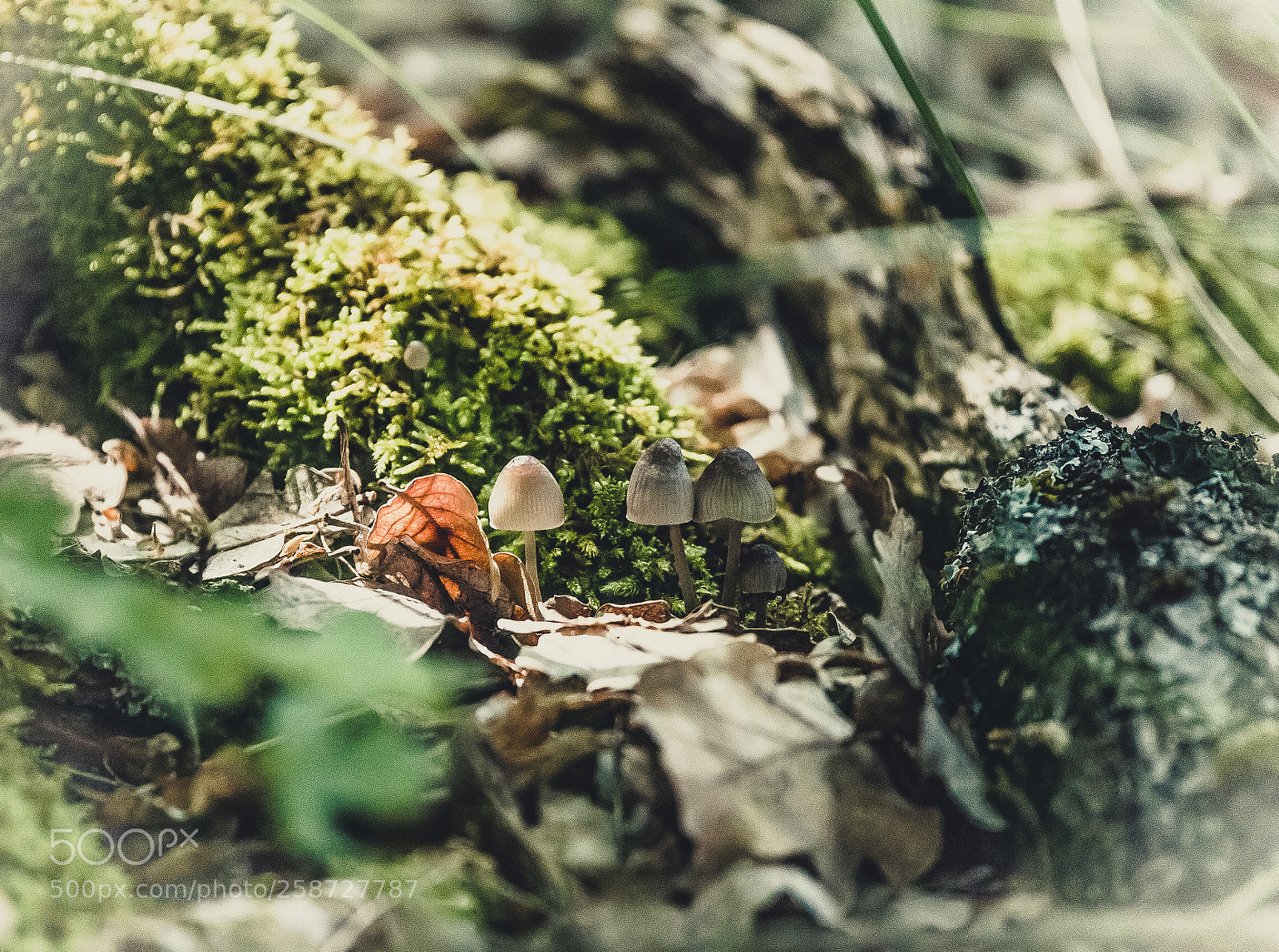 Canon EOS 6D sample photo. Mushroom trio photography