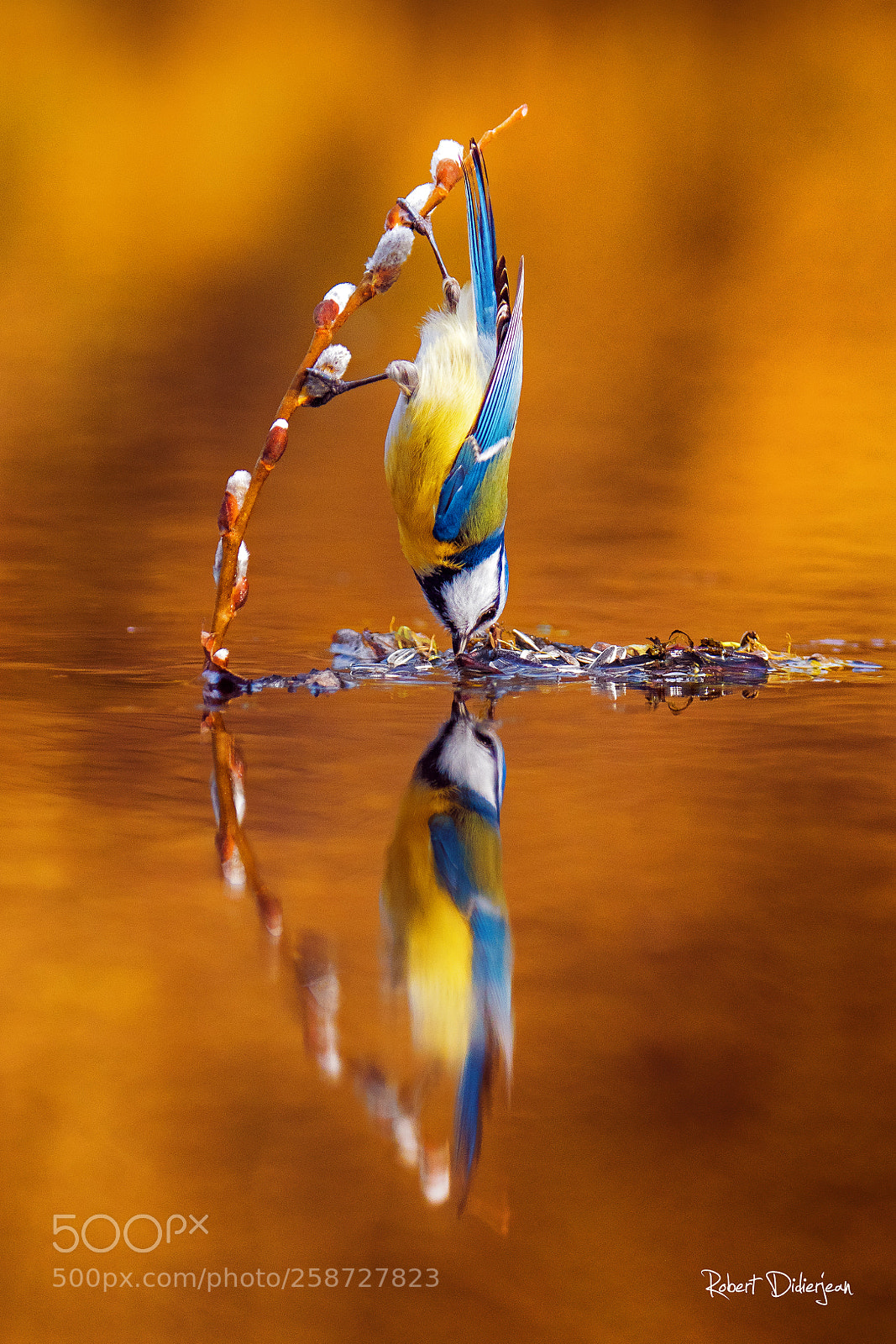 Nikon D810 sample photo. Blue tit in balance photography
