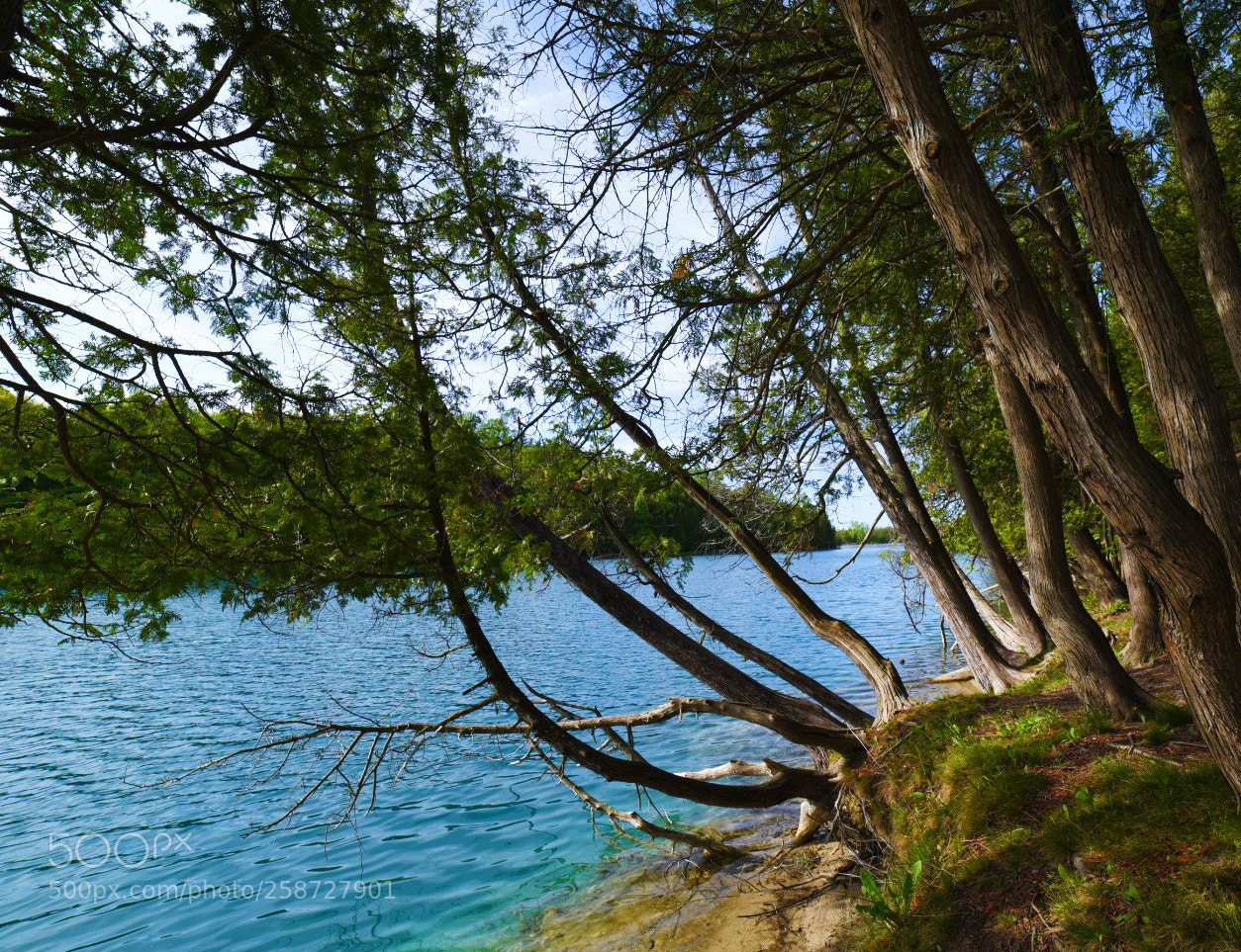 Nikon D750 sample photo. Toward water 向水而生 photography