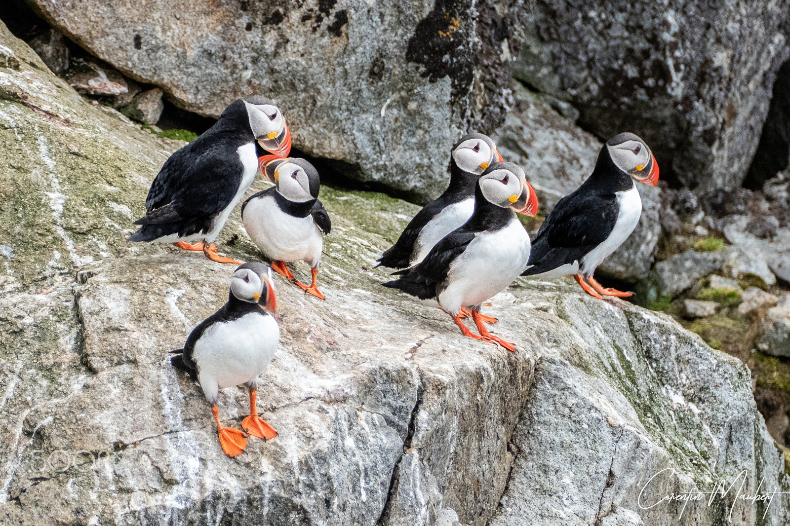 Leica V-Lux (Typ 114) sample photo. Svalbard, atlantic puffin photography