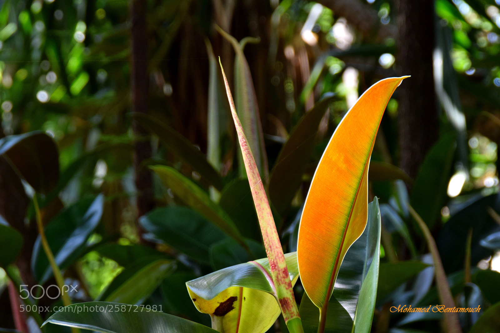 Nikon D5300 sample photo. Les jardins exotiques de photography