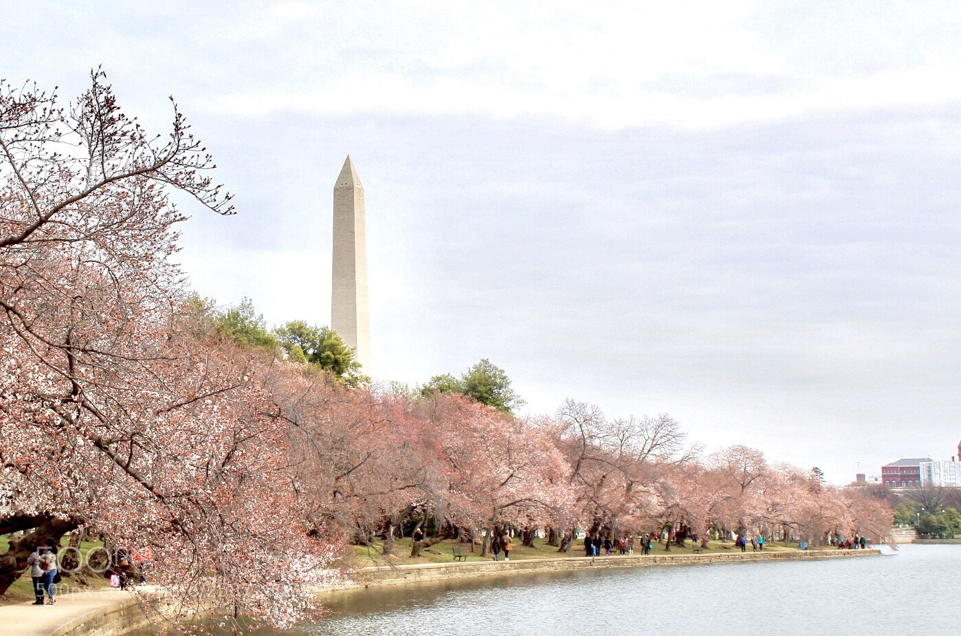 Canon EOS 1300D (EOS Rebel T6 / EOS Kiss X80) sample photo. Cherry blossoms at the photography