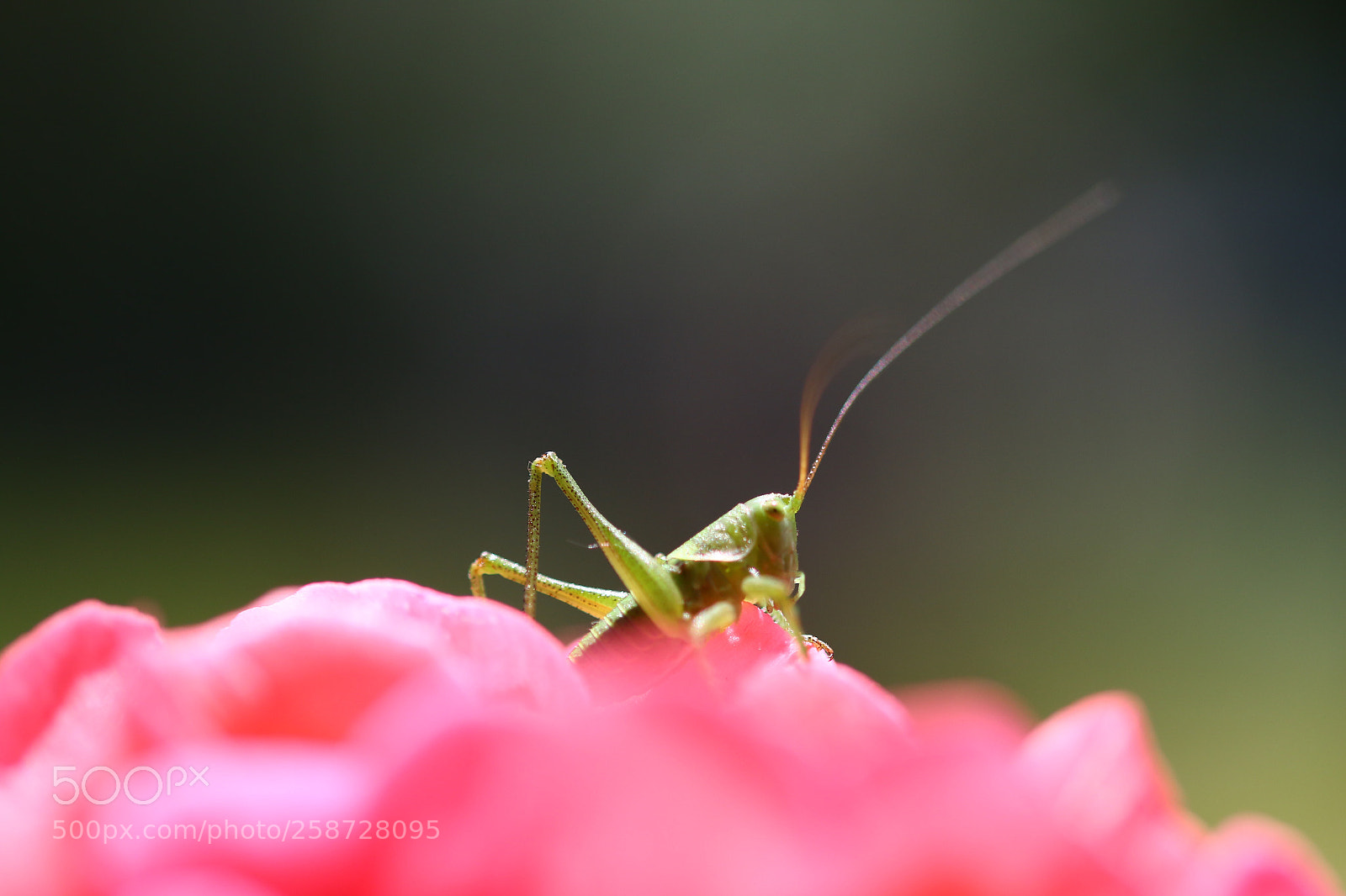 Canon EOS 70D sample photo. In the garden photography