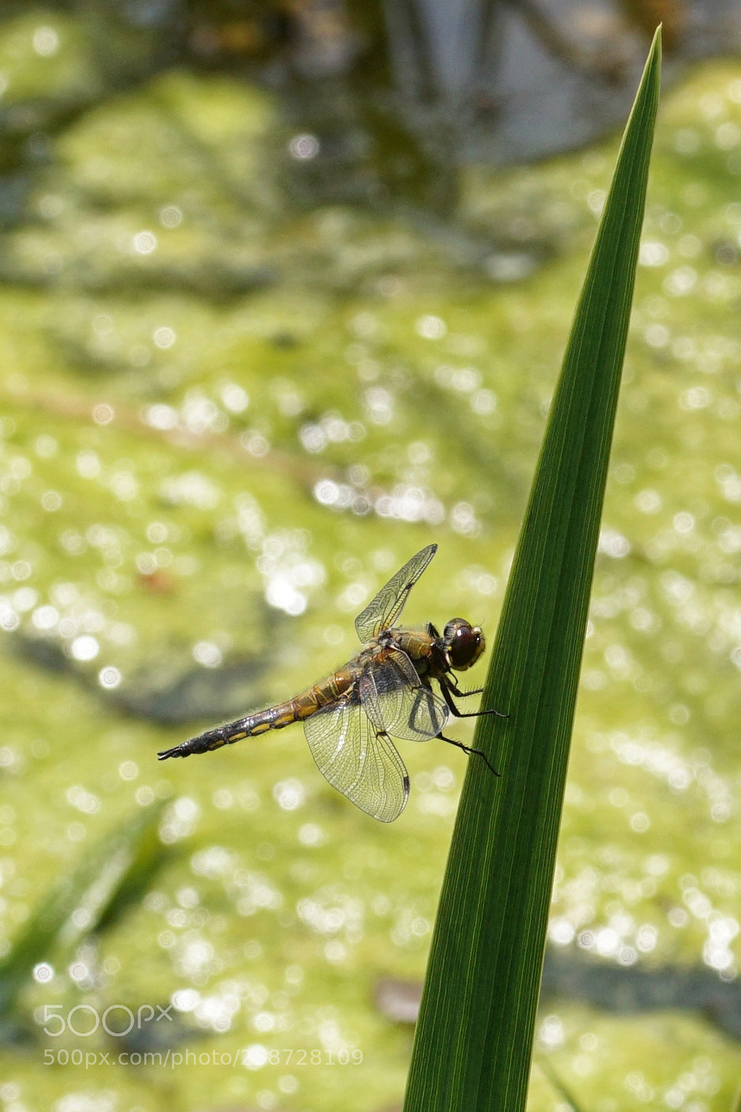 Sony a6000 sample photo. Meine erste libelle 2018 photography