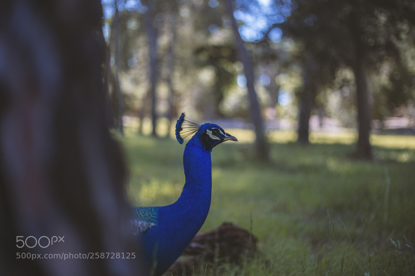 Canon EOS 6D sample photo. Peacock photography