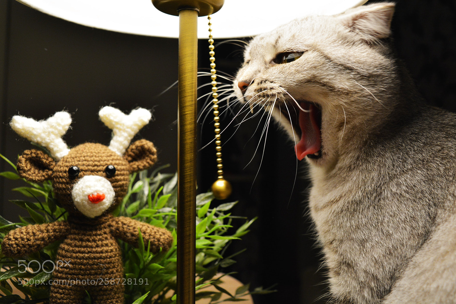 Nikon D5200 sample photo. Кошка photography