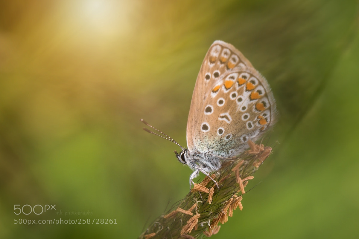 Canon EOS 70D sample photo. Modr sek jehlicov photography