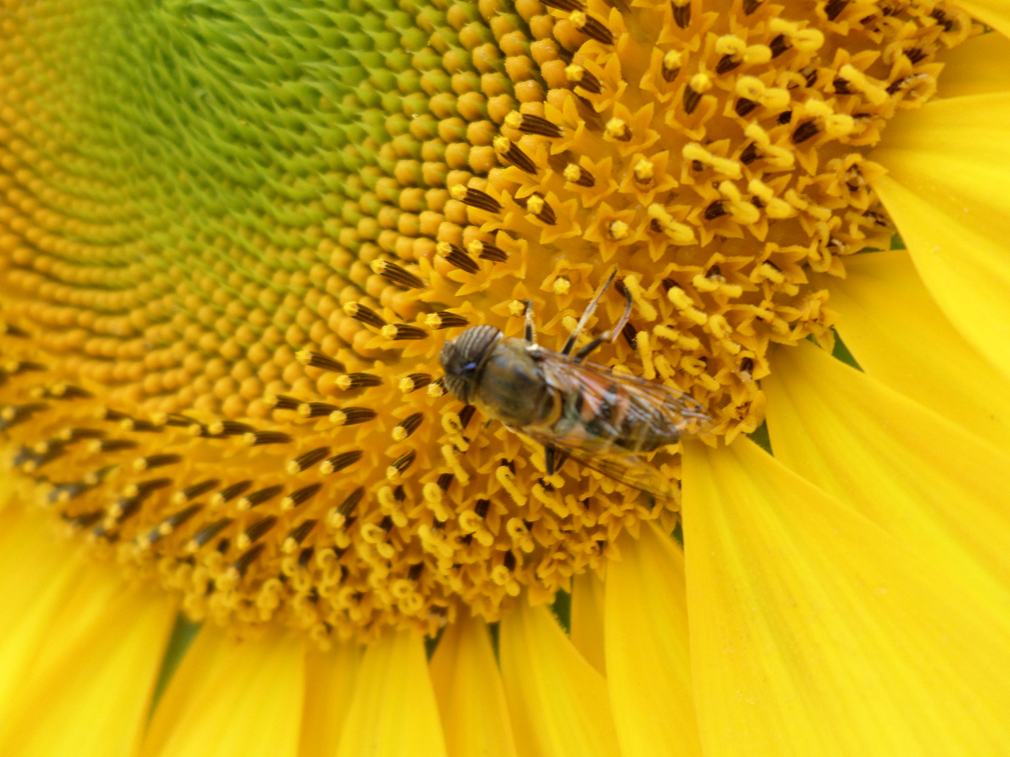 Samsung ST150F/ST151F/ST152F sample photo. Sunny bee photography
