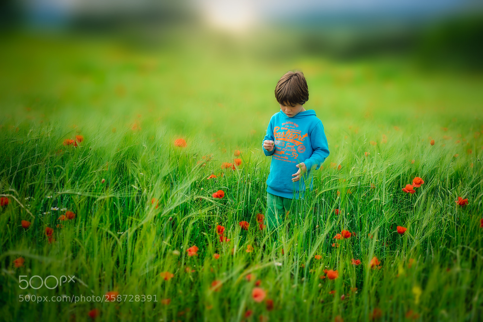 Sony a7R II sample photo. Field of poppies photography